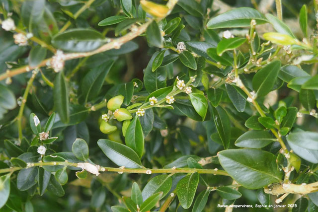 Buxus sempervirens