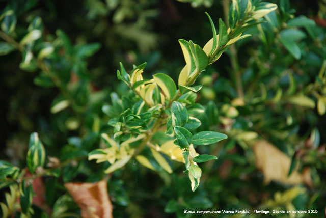 Buxus sempervirens 'Aurea Pendula'