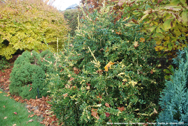 Buxus sempervirens 'Aurea Pendula'