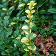 Buxus sempervirens 'Notata'