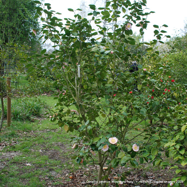 Camellia japonica 'Miyako-no-haru'