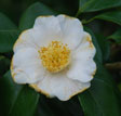 Camellia japonica 'Yukimiguruma'