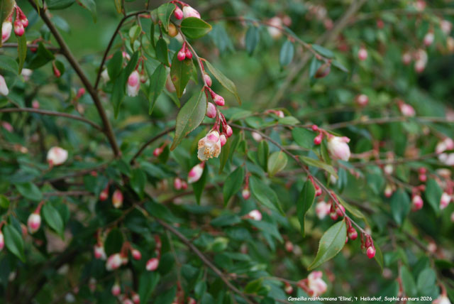 Camellia rosthorniana 'Elina'