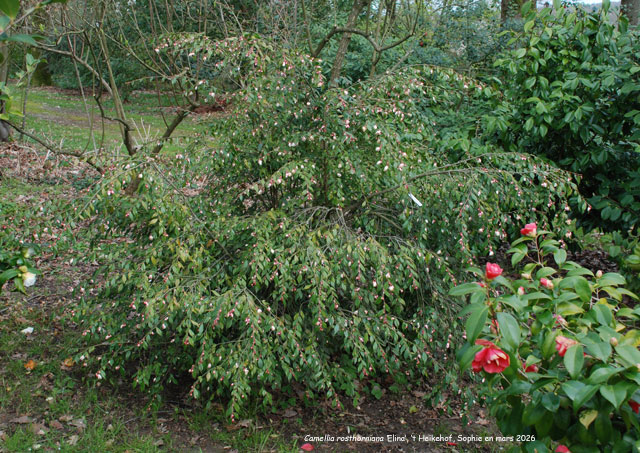 Camellia rosthorniana 'Elina'