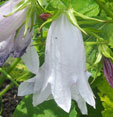 Campanula 'Burghaltii'