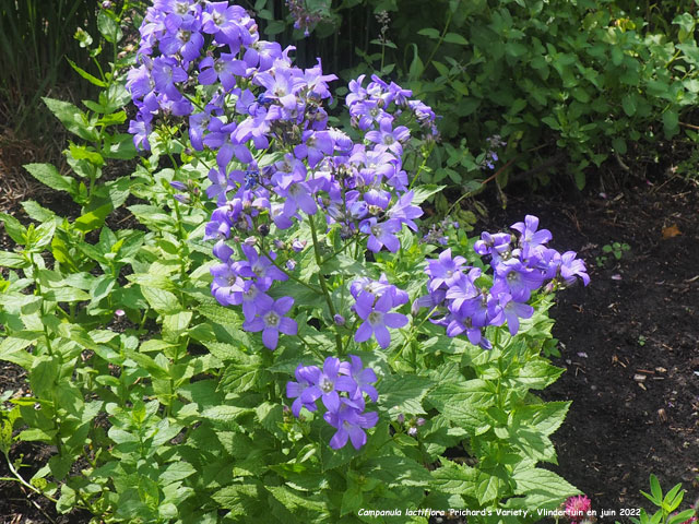 Campanula lactiflora 'Prichard's Variety'
