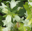 Campanula 'Mevr. V. Vollenhove'