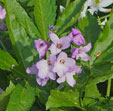 Cardamine quinquefolia