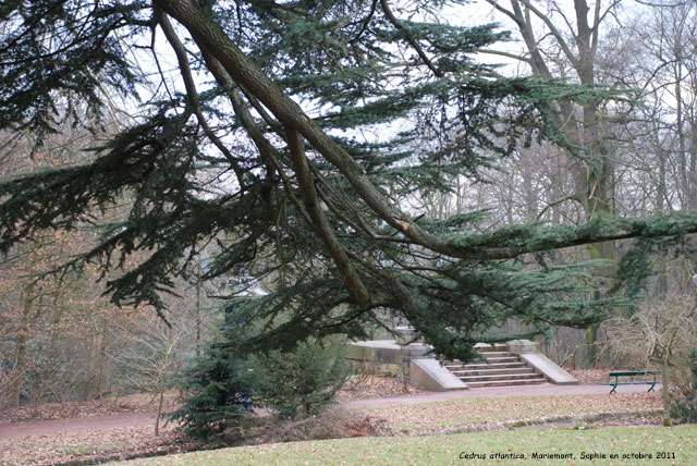 Cedrus atlantica