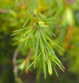 Cedrus brevifolia