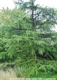 Cedrus deodara 'Golden Horiizon'