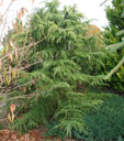 Cedrus deodara 'Vink's Golden'