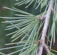 Cedrus atlantica 'Glauca Penduladeodara