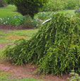 Cedrus libani 'Sargentii'