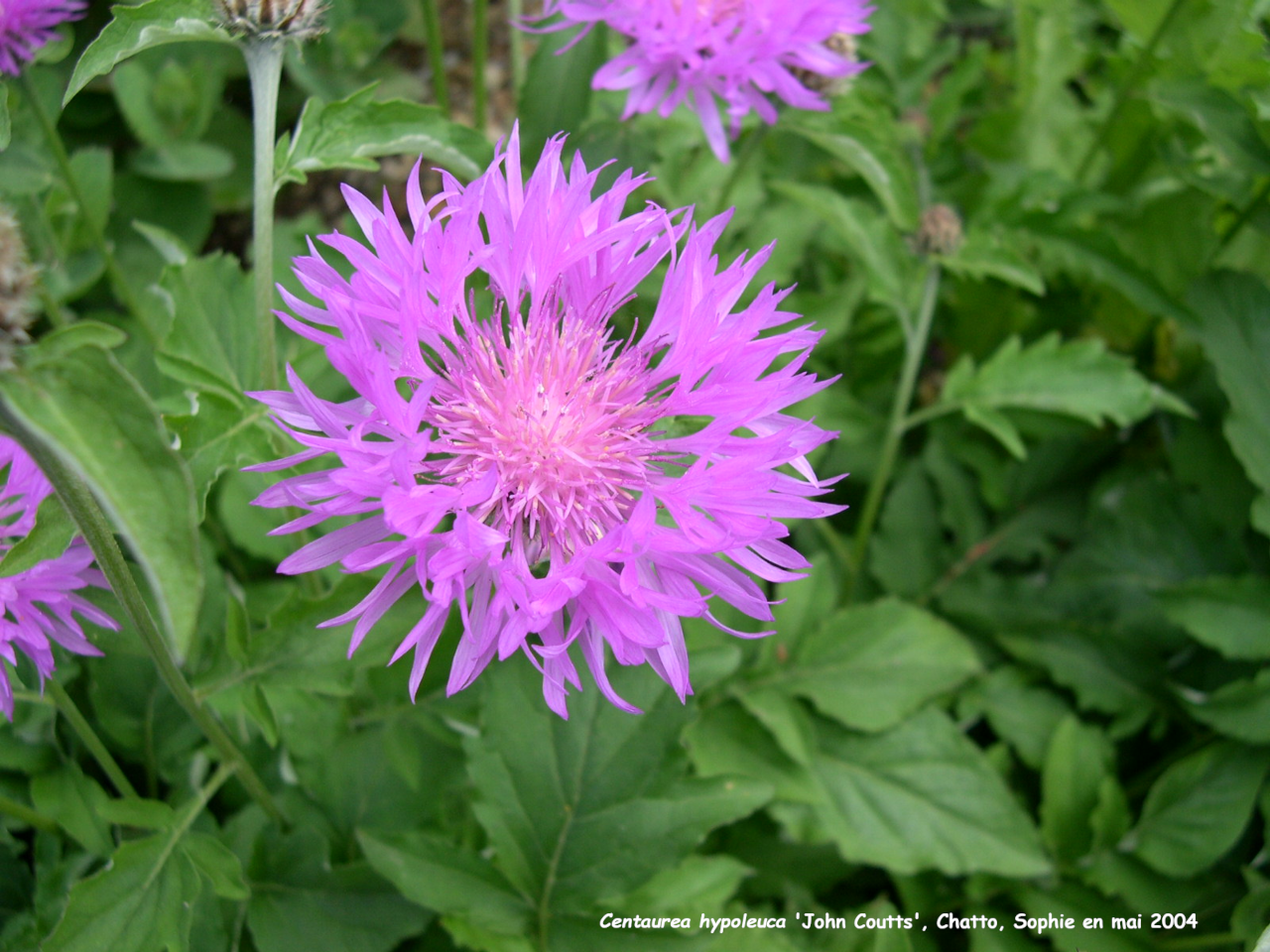 Centaurea hypoleuca 'John Coutts'