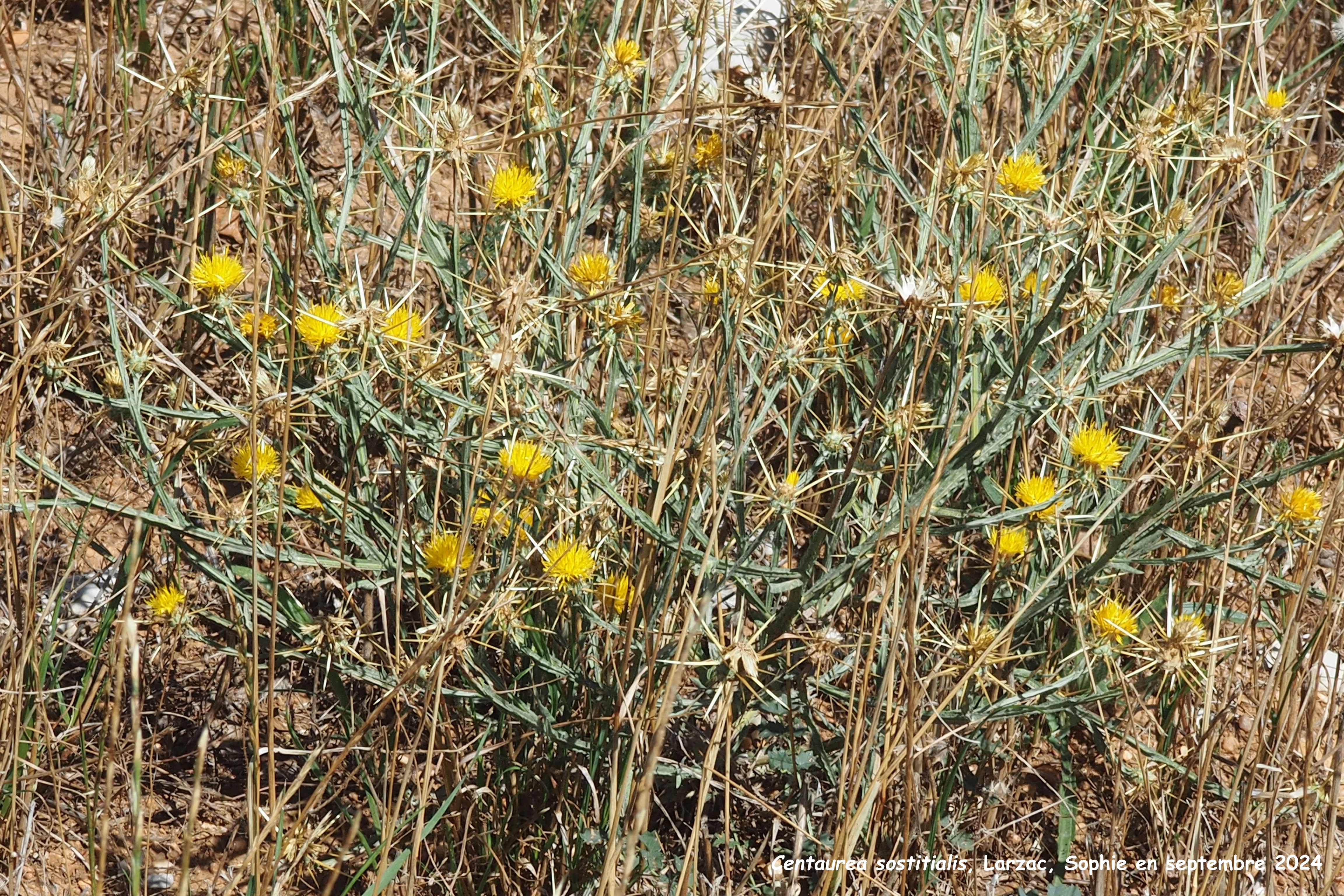 Centaurea solstitialis