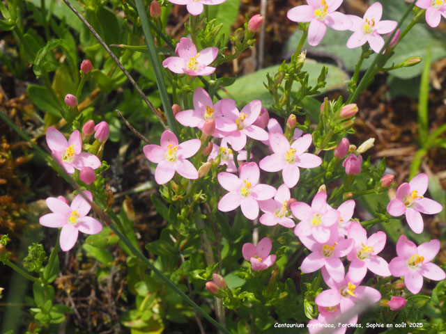 Centaurium erythraea
