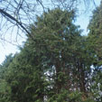 Chamaecyparis lawsoniana 'Naberi'