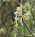 Corylopsis sinensis var.