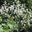 Crambe cordifolia