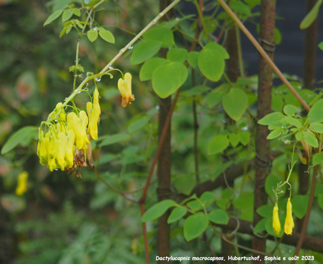 Dactylicapnos macocapnos