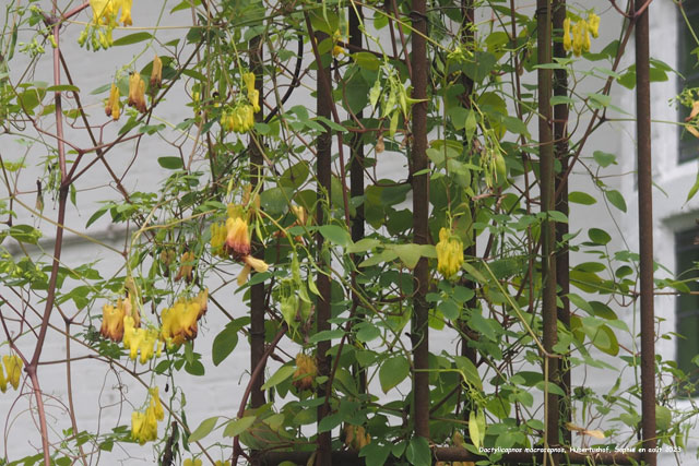 Dactylicapnos macrocapnos