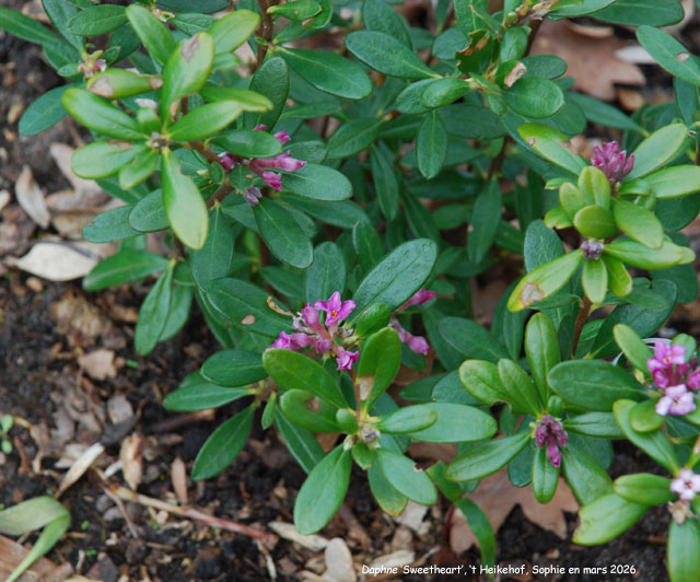 Daphne 'Sweetheart'
