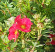 abelia