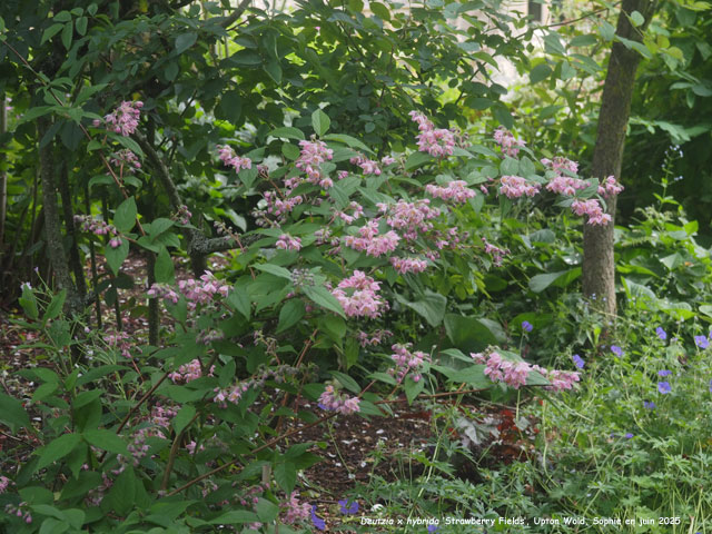 Deutzia x hybrida 'Strawberry Fields'