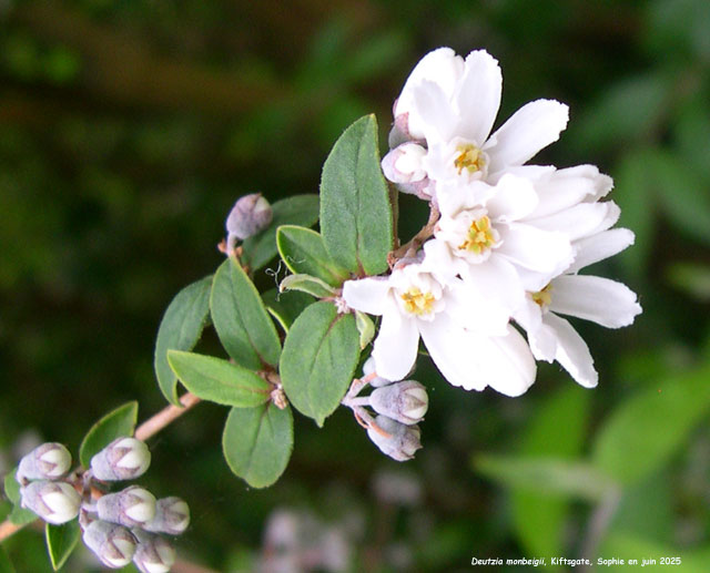deutzia_monbeigii