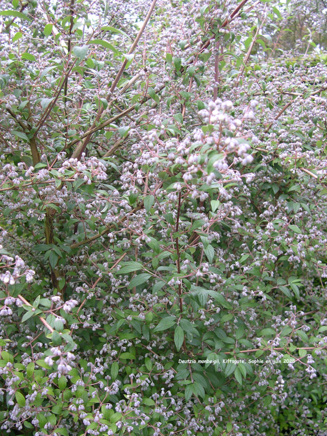 deutzia_monbeigii