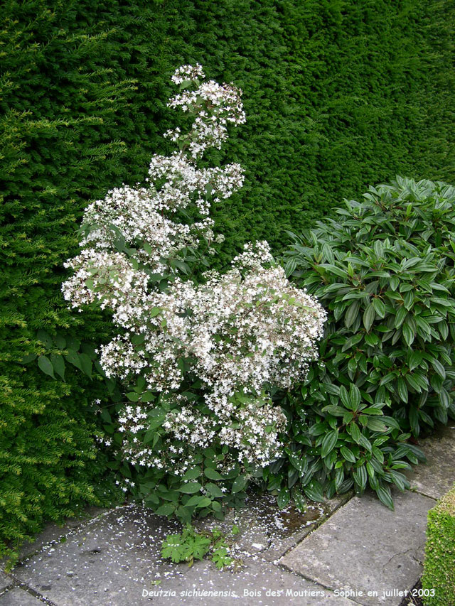 Deutzia setchuenensis