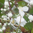 Deutzia setchuenensis vr. corymbiflora