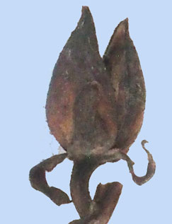 capsule septicide de Digitalis ferruginea