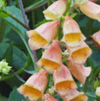 Digitalis 'Goldcrest'