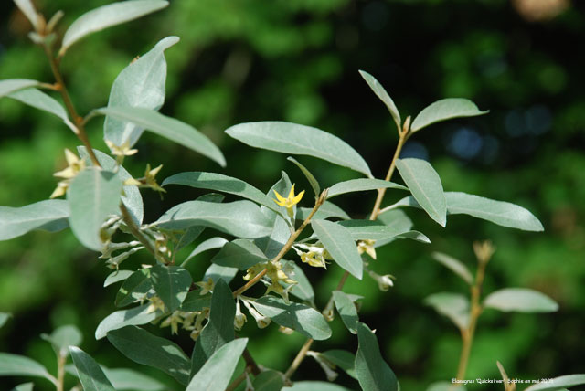 Elaeagnus 'Quicksilver