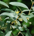 Elaeagnus 'Quick Silver'