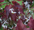 Epimedium pubescens from Shaanxi