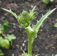 Eryngium yuccifolium