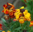 Erysimum cheiri