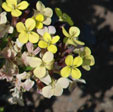 Erysimum 'John Codrington'