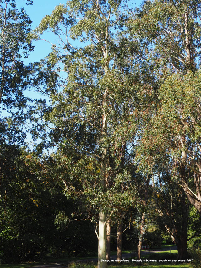 Eucalyptus dalrympleana