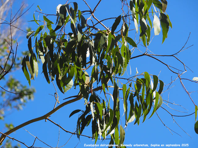 Eucalyptus dalrympleana
