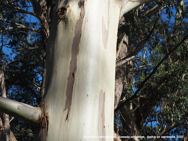 Eucalyptus dalrympleana
