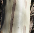 Eucalyptus dalrympleana