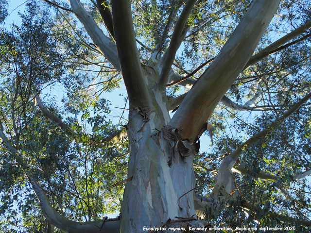 Eucalyptus regnans