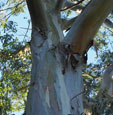 Eucalyptus regnans