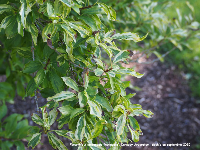 Forsythia x intermedia 'Variegata'