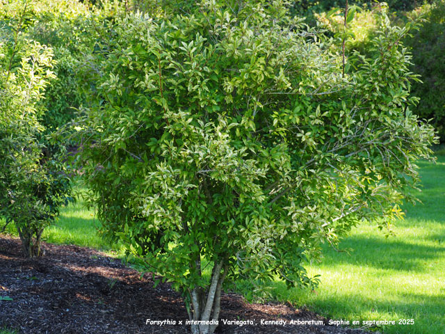 Forsythia x intermedia 'Variegata'