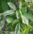Forsythia x intermedia 'Variegata'